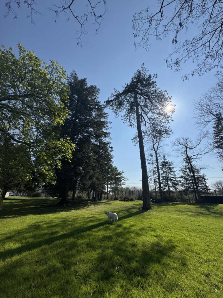 A vendre maison de Maître à Lamblore de 13 pièces